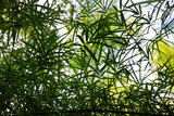 Fototapeta Dziecięca - tropical greenery leaves abstract background jungle nature rainforest