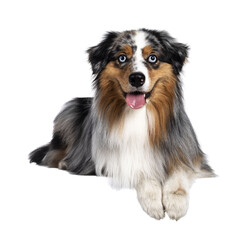  Gorgeous Australian Shepherd dog, laying down with front paws over edge. Looking towards camera with light blue eyes. Isolated cutout on transparent background.