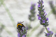 lavender and bumblebee