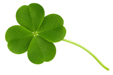 Clover isolated on white background, St. Patrick's Day symbol, full depth of field