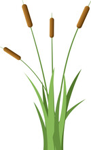 Grass With Cattail Clipart