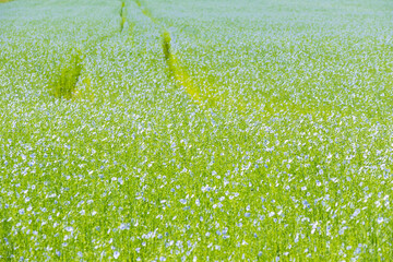 Large field of flax in bloom in spring