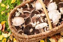 Picking White Wild Mushrooms "rosé Des Prés" Or Agaricus Campestris With A Wicker Basket In A Meadow.