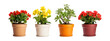 © Аrtranq - flower pot on transparent background, png
