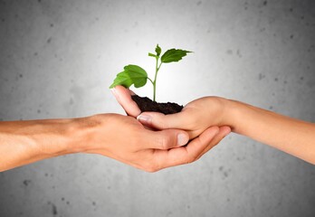 Canvas Print - Business hands hold green fresh plants