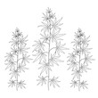 Cannabis plants. Coloring. Black outline on a white background.