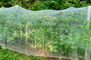 Netting put over wineberry plants to protect the berries from the birds
