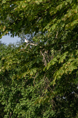 Canvas Print - A laughing gull bird sits on a distant branch.