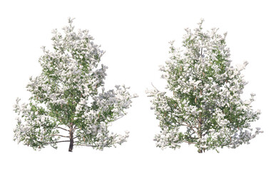 Wall Mural - Snow on tree with transparent background