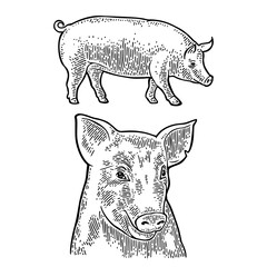 Wall Mural - Pig head and figure isolated on white background.