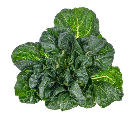 Wall Mural - Bok choy vegetable transparent png