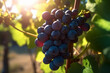 Bunch of fresh ripe grapes hangs on bush in sunlight. Harvesting and viticulture concept. Growing organic grapes for the production of red wine. Harvesting grapes