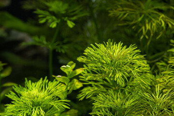 Wall Mural - Petioled leaves of an aquarium plant.