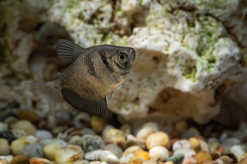 Sticker - Black tetra aquarium fish in detail.