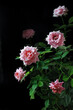 Many pink rose flowers on dark background