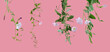 Few stems of bindweed with white flowers and green leaves at various angles on rose background
