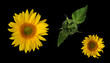 Two sunflower flowers fnd unopened bud on dark background view from above