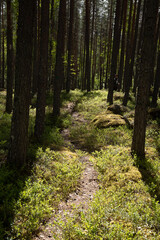 Fototapeta small path going through beautiful green pine tree forest