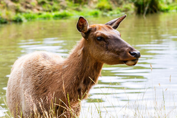 deer in the park