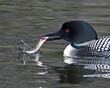 Common Loon, Gavia immer with a freshly caught trout in its beak