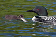 Common Loon chick trying to swallow a fish