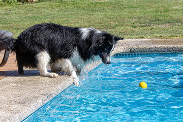 Poster - dog in swimming pool