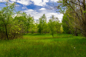 Forest area near Potharaszti in April in Hungary