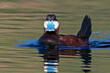 Male Ruddy Duck, Oxyura jamaicensis, mating posture, blue bill, portrait, head on