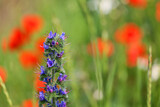Fototapeta  - Kwiecista kolorowa łąka z wiosennymi kwiatami. Piękny widok.