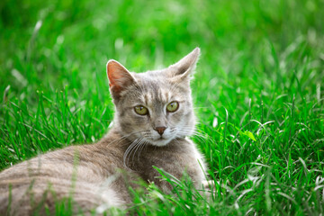 Sticker - Cat in the Green Grass in Summer.