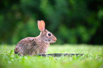 Wall Mural - Grey small hare eating grass on summer field. Wild rabbit in nature