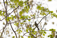 This Cute Little Tufted Titmouse Was Perched In The Tree When I Took This Picture. This Cute Bird Was Trying To Hide, But Stood Out. I Love His Little Cute Grey Body And The Tiny Mohawk.
