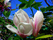 biało różowy kwiat magnolii na niebieskim tle, Magnolia, large magnolia flower against the blue sky
	
