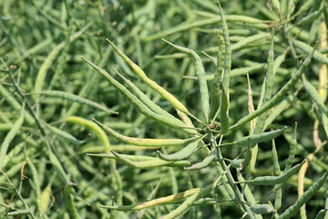 Wall Mural - On the plant are pods winter crops of rapeseed