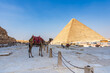 Camel at the Giza pyramid complex,  Giza necropolis is home to the Great Pyramid, the Pyramid of Khafre, and the Great Sphinx in Cairo, Egypt.  Travel and history.