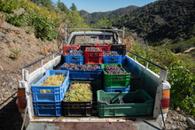 Truck Carrying White And Red Grapes During Grape Harvesting For Wine Making
