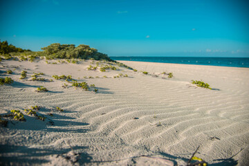 Beautiful ocean beach with dunes