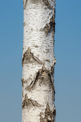 Wall Mural - Selective focus of tree trunk in the forest, White bark with blue sky, Birch is a thin leaved deciduous hardwood tree of the genus Betula in the family Betulaceae, Nature background.