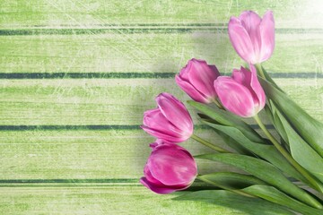 Wall Mural - Mother's Day. Fresh colored  tulips flowers