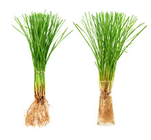 Vetiver Grass Or Vetiveria Zizanioides Trees On Transparent Background.