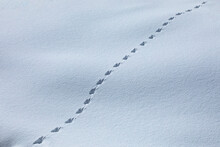 Pattern Of Animal Tracks In Snow