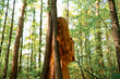 © Tetra Images - Young woman touching tree in forest