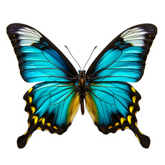Wall Mural - butterfly insect bug transparent background cutout ai generated