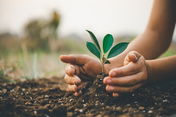 Two hands of was carrying of potting seedlings to be planted into the soil.- concept love world