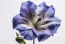 Close Up Of Blue Platycodon Grandiflorus (balloon Flower) Isolated On White Background. It Is Native To East Asia. Selective Focus.