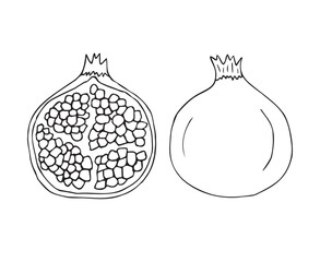 Canvas Print - Vector hand drawn sketch doodle pomegranate isolated on white background