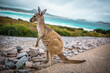 kangaroo in the beach