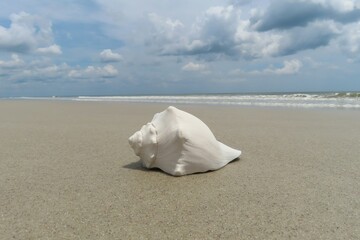 Wall Mural - Beautiful white seashell on ocean background in Atlantic coast of North Florida