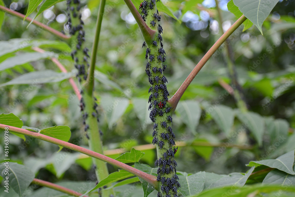 Spotted Lanternfly nymphs (Lycorma delicatula) swarm in New York City ...