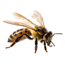 Honey Bee Walking Isolated On Transparent Background Cutout